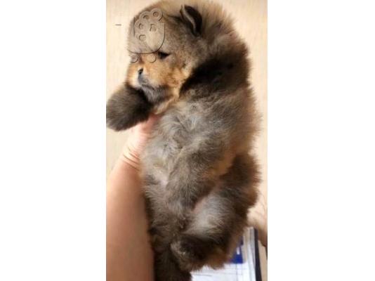Τέλεια Pomeranians, κουτάβια